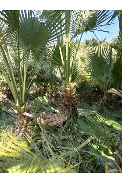 ANADOLUU Palmiye fidanı 100 santim boyunda