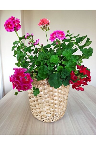 Süs Dükkanı Hasır Saksı Sepet Modeli El Emeği Dekoratif Hediyelik Sunumluk Ha...