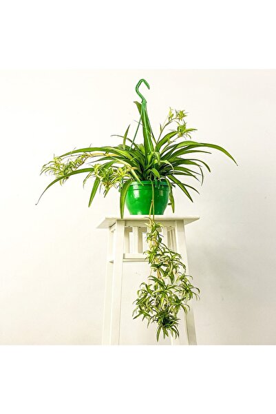 YEŞİLİMARKET Kurdele Çiçeği Askılı Saksıda Chlorophytum Comosum ''air Fresh B...