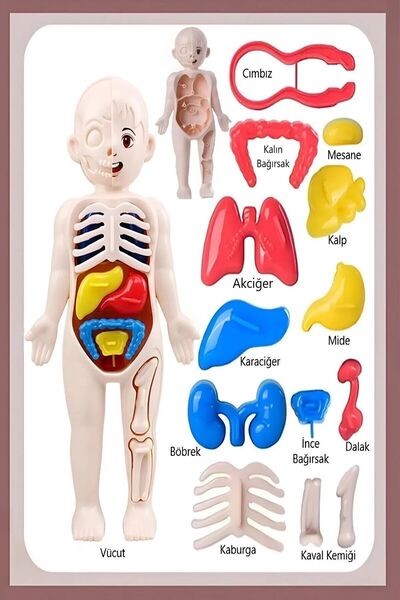 Hyd İnsan Vücudu Anatomisi Organ Bulmaca Anatomi Bul Tak Yapboz Eğitici Oyuncak Oyun 20 Cm