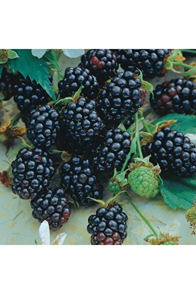 ASES TRİPLE CROWN DİKENSİZ BÖĞÜRTLEN FİDANI YAŞ 2 BOY 150-200CM