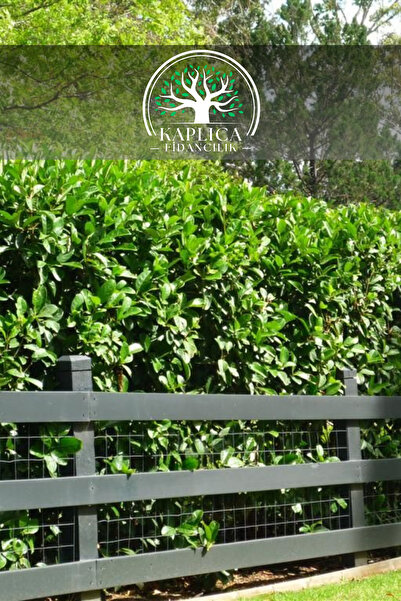 KAPLICA FİDANCILIK Parlak Yaprak Çit Bitkisi Kartopu ( Viburnum Luidum ) Fida...