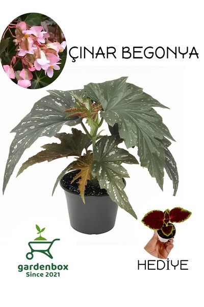 Gardenbox Çilli Pembe Çiçekli Begonya Çiçeği+Yaprak Güzeli Çiçeği
