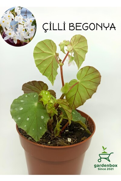 Gardenbox Beyaz Çiçekli İthal Çilli Begonya 1 ADET 8,5 Saksıda 10-15Cm