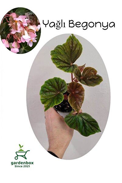 Gardenbox Pembe Çiçekli Yağlı Begonya Çiçeği 1 ADET Saksılı 20-40Cm