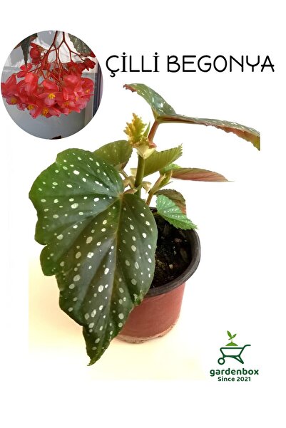 Gardenbox Çilli Begonya Çiçeği Dolgun Formlu Kırmızı Çiçekli 1 ADET Saksılı 1...