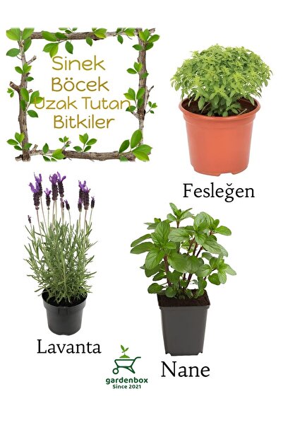 Gardenbox Sinek Böcek Kovucu Bitki Seti Lavanta+Fesleğen+Nane 10-20 cm Boylar...