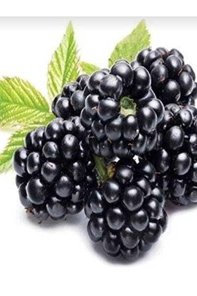 AYDOĞDU Tüplü Jumbo böğürtlen fidanı