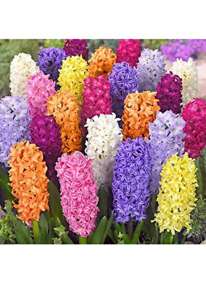 Genel Markalar Karışık Renk Sümbül Soğanı 5 Adet