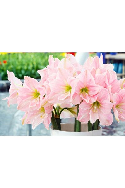 Vipfoni Amaryllis Soğanı - Güzel Hatun Çiçeği Soğanı - 2 Adet