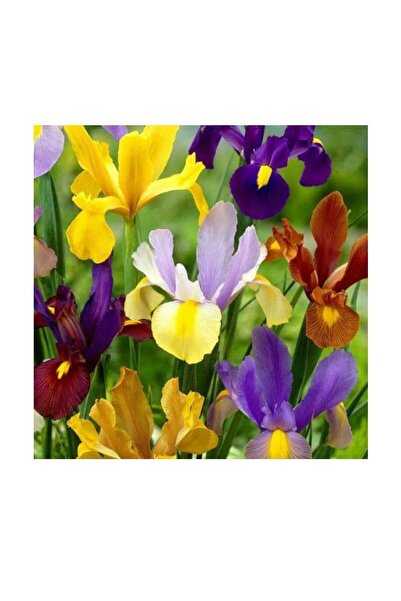 Genel Markalar Golden Beauty Iris Süsen Soğanı - 10 Adet