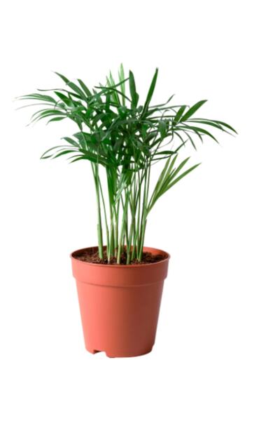 siyahgulcom Chamaedorea Elegans Dağ Palmiyesi