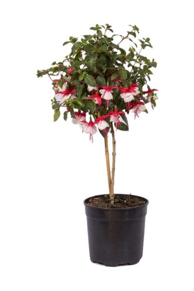 Tohum Dünyam Beyaz Küpeli Çiçeği Tohumu 5 Adet Tohum Çiçek Tohumu