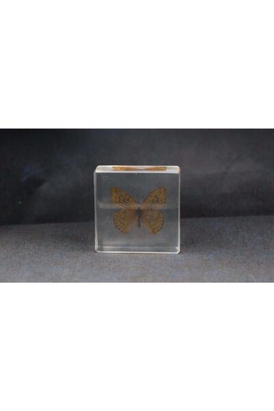 3d Reçine Gerçek Kelebek Örneği - Argynnis Hyperbius