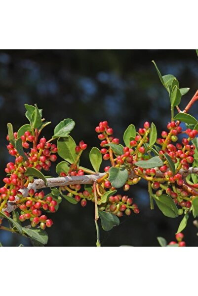 TohumBul Tüplü Bıttım(buttum) Ağacı Fidanı