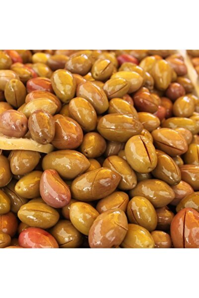 Tüplü Salamuralık Iri Meyveli Domat Zeytin Fidanı