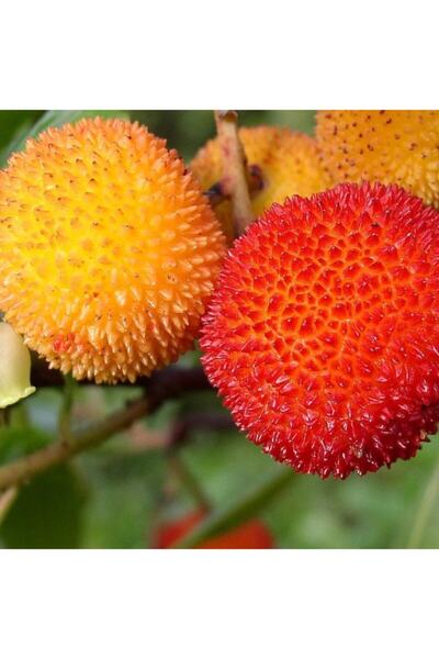 TohumBul Tüplü Doğal Abutus Undo Dağ Çileği Kocayemiş Fidanı (30-50 Cm)