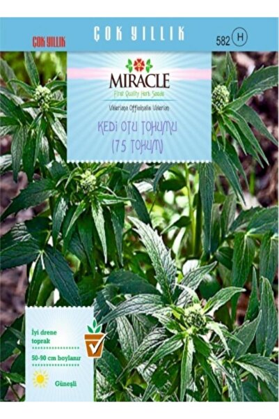 TohumBul Miracle Kedi Otu Tohumu (75 Tohum)