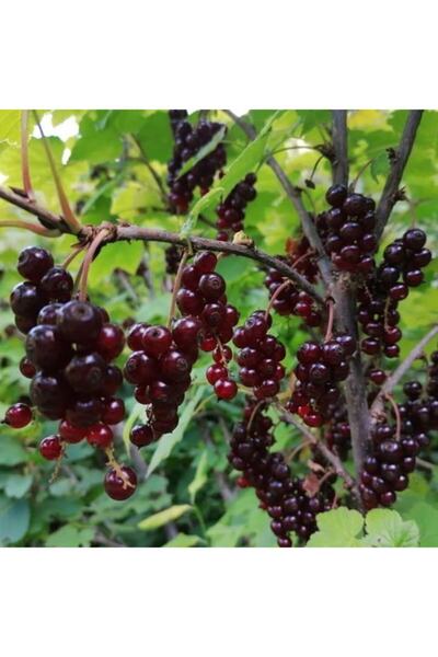 TohumBul Tüplü Black Tokat 3 Frenk Üzümü Fidanı