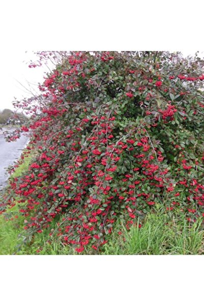TohumBul Tüplü Cotoneaster Taş Elması Fidanı