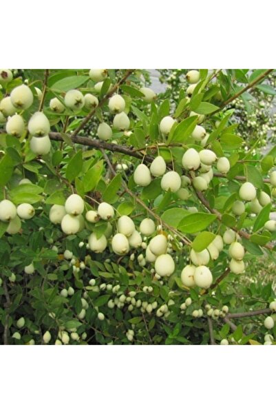 TohumBul Tüplü Şifalı White Yaban Mersini Murt(hambeles)fidanı