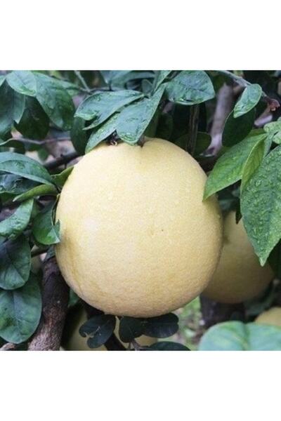 fidanciyiz 3yaş Ağaç Kavunu Şadok Fidanı (100CM ILE 150CM)