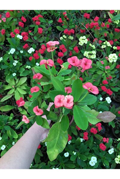 Thorns Crown Floral Imported Dutch National (SALMON)