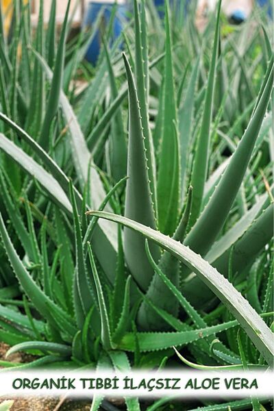 Aloe Vera tıbbi  ALOE VERA fidanı çok büyüyen 30 santim 10 adet saksısız kökl...