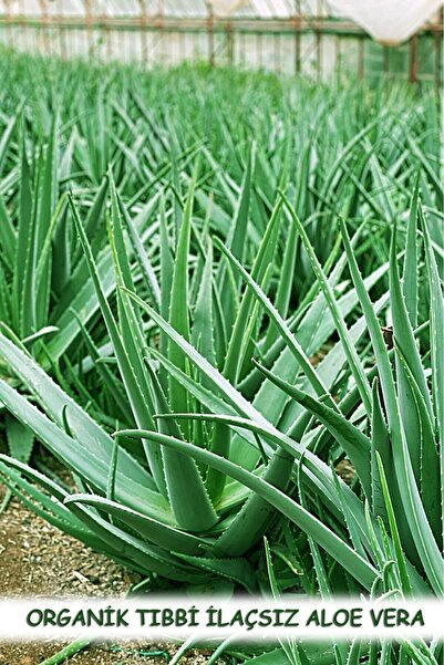 Aloe Vera tıbbı ALOE VERA fidanı organik odunsu 45 cm köklü saksısız yavru fi...