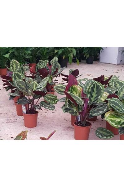 1001 Çiçek Dua Çiçeği Calathea Roseopicta Medallion Ev Bitkisi Ofis Bitkisi