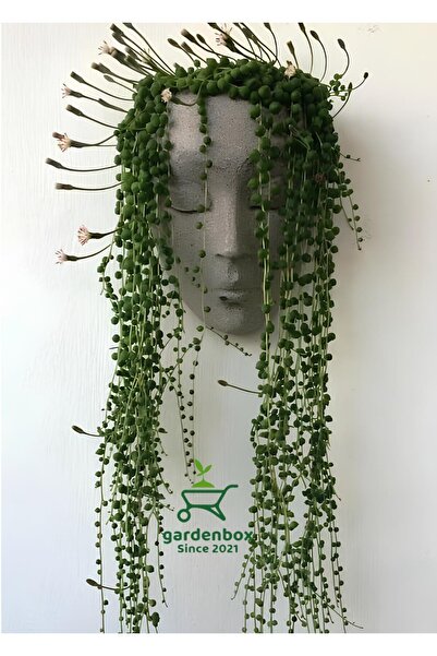 Gardenbox Dekoratif İnci Tanesi Tespih Çiçeği 1 ADET Saksılı 20-30Cm
