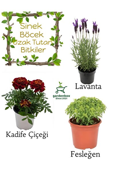 Gardenbox Sinek Böcek Kovucu Bitki Seti Lavanta+Fesleğen+Kadife Çiçeği 10-20C...