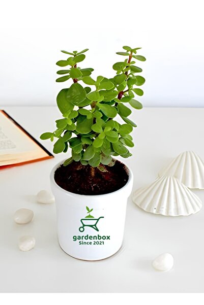 Gardenbox Yeşim Para Çiçeği 1 ADET Dekoratif Canlı Bitki 10-15Cm(Crassula)