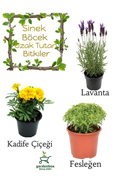 Gardenbox Sinek Böcek Kovucu Bitki Seti Lavanta+Fesleğen+Sarı Kadife Çiçeği 1...