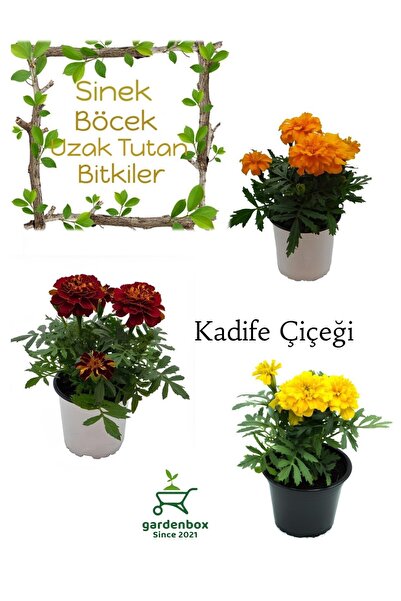 Gardenbox Sinek Böcek Kovucu Bitki Seti 3 Adet Farklı Renk Çıtır Kadife Çiçeğ...