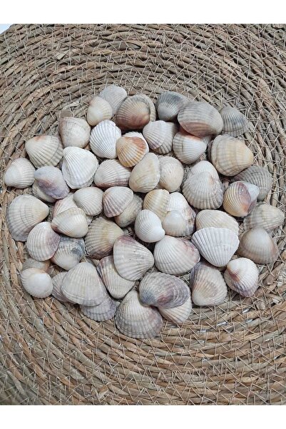 adin tasarım Deniz Kabuğu 150 gr Karışık Deniz Kabukları Dekoratif Vazo Akvaryum Süsleme Teraryum Deniz Kabukları