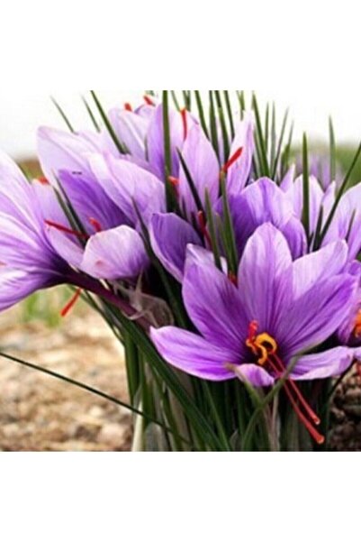 Genel Markalar Safran Soğanı - 10 Adet