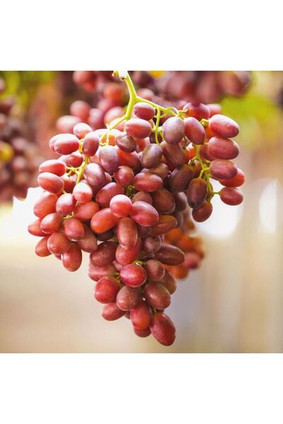 Hamile Marketim Kırmızı(BEYAZLA AYNI) Çekirdeksiz Üzüm 500gr