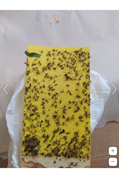 Orkide Yetiştirme Saksı Tipi Yapışkanlı Sinek Tuzağı