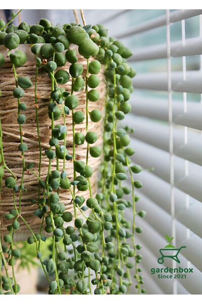 Gardenbox Tespih Çiçeği Makrome Saksılı 1 ADET  20-30Cm Salon Çiçeği Bitkisi