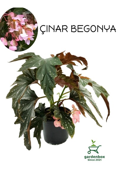 Gardenbox Pembe Çiçekli Çınar Begonya Çiçeği 1 Adet Saksılı 30-40cm