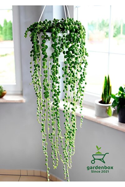 Gardenbox Tespih Boncuk Çiçeği 1 ADET Makrome Saksılı 20-30CM Canlı Bitki