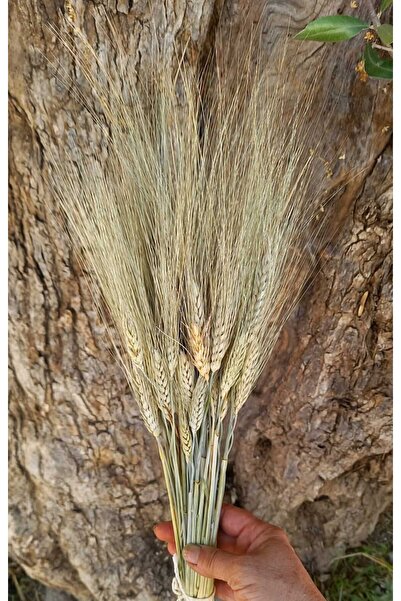 kutmen قمح أخضر 30-35 زهرة جافة بين فرع