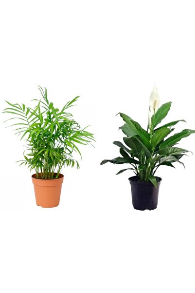 Pina Concept Flower Dağ Palmiyesi - Spathiphyllum ( Barış Çiçeği) Seti