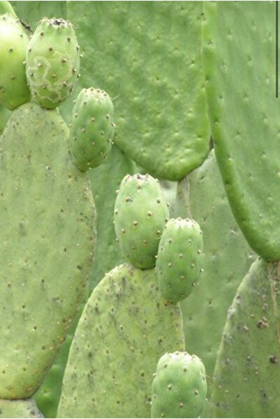 EVİM BAHÇEM Hint Inciri (KIRMIZI)dikenli Incir Çeliği 3 Adet Saksısız Topraksız Çelik Frenk Yemişi