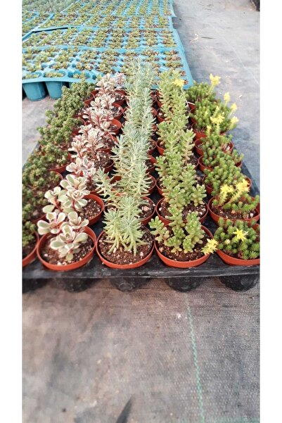 Kaktüs & Sukulent Sukulent Sedum 45 Li Karışık Paket