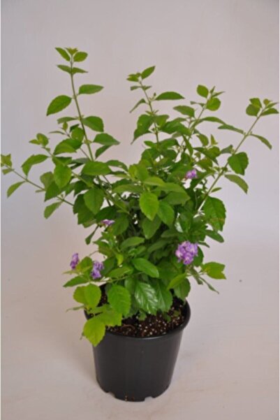 ADA TARIM Tüplü Zarif Çiçekli Ağaç Menekşe Çiçeği Fidanı