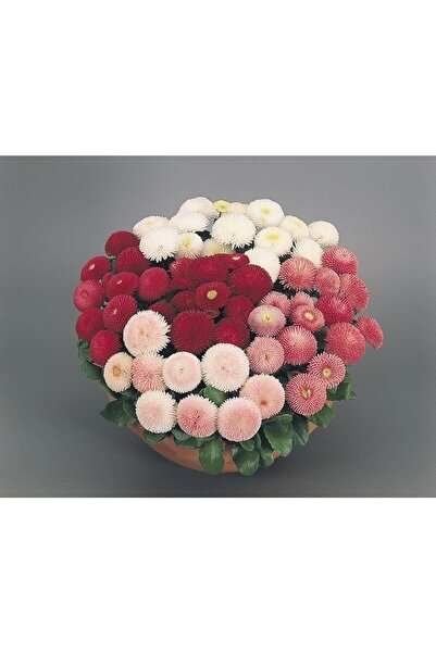 Tohum Dünyası 200 Adet Ingiliz Papatyası Tohumu- Rengarenk Ponpon Çiçekli