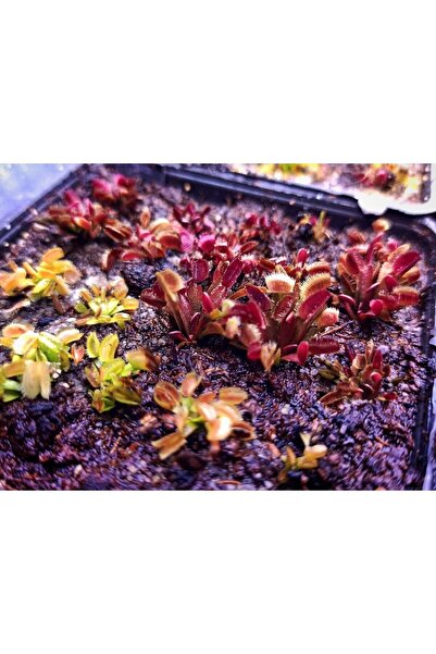 mobuflora 1 Yaşında Gerçek Kırmızı Sinek Kapan Dionaea Muscipula Etobur Bitki Venus Fly Trap