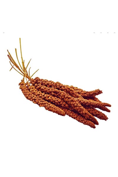 Kızıl Dal Darı Doğal Kızıl Dal Dari 250gr Yeni Mahsul
